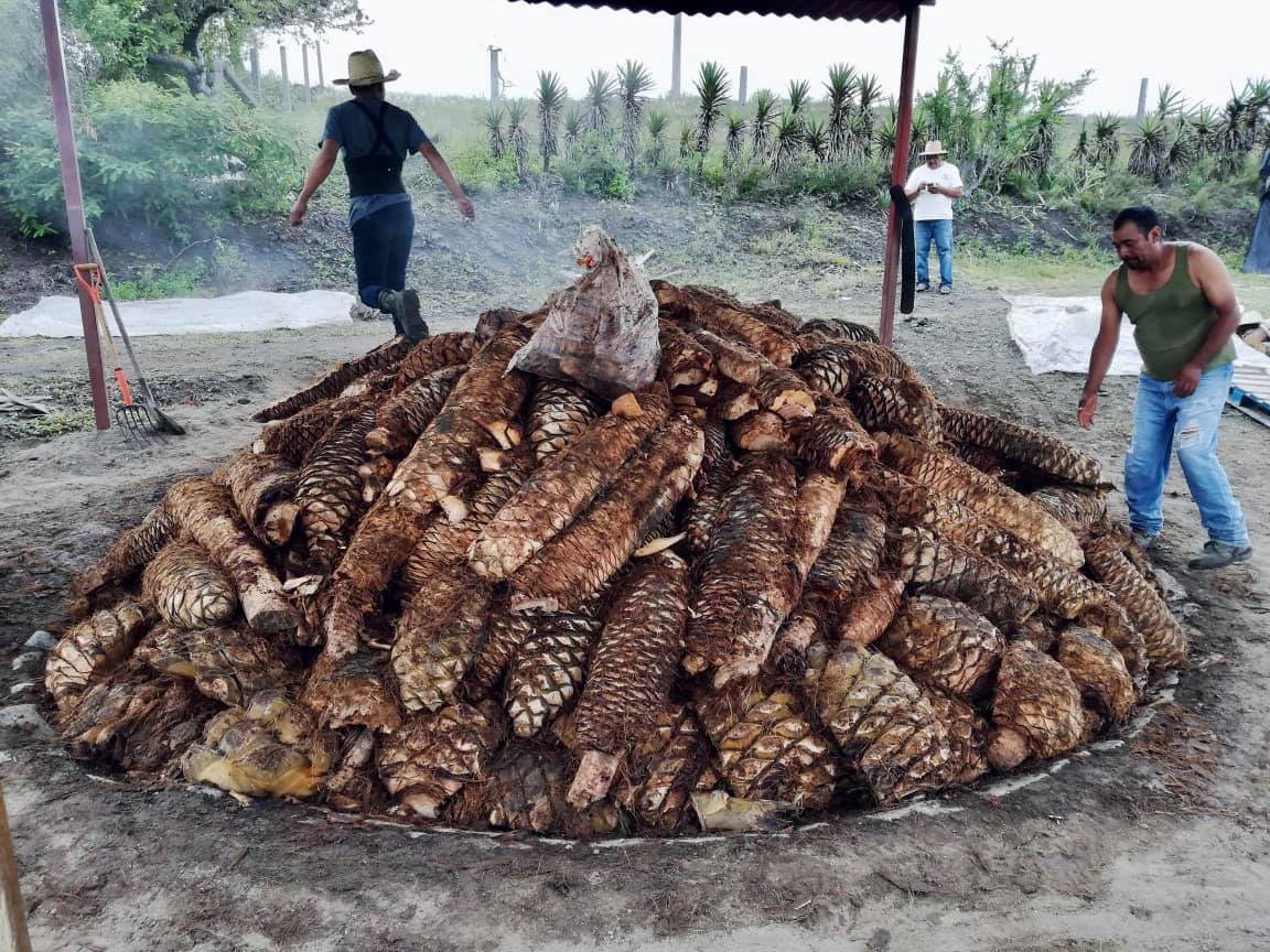 Mezcales en México