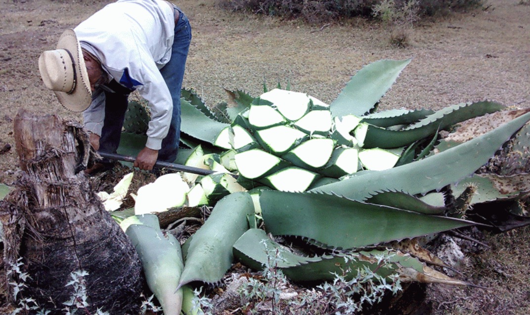 Beneficios Medicinales del Agave, desde cicatrizantes hasta antisépticos, un regalo de la naturaleza.
