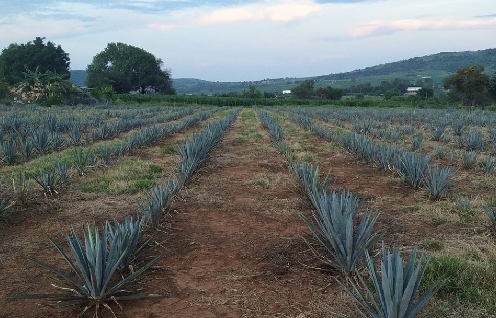 Agave Azul: El Oro Verde de Tequila