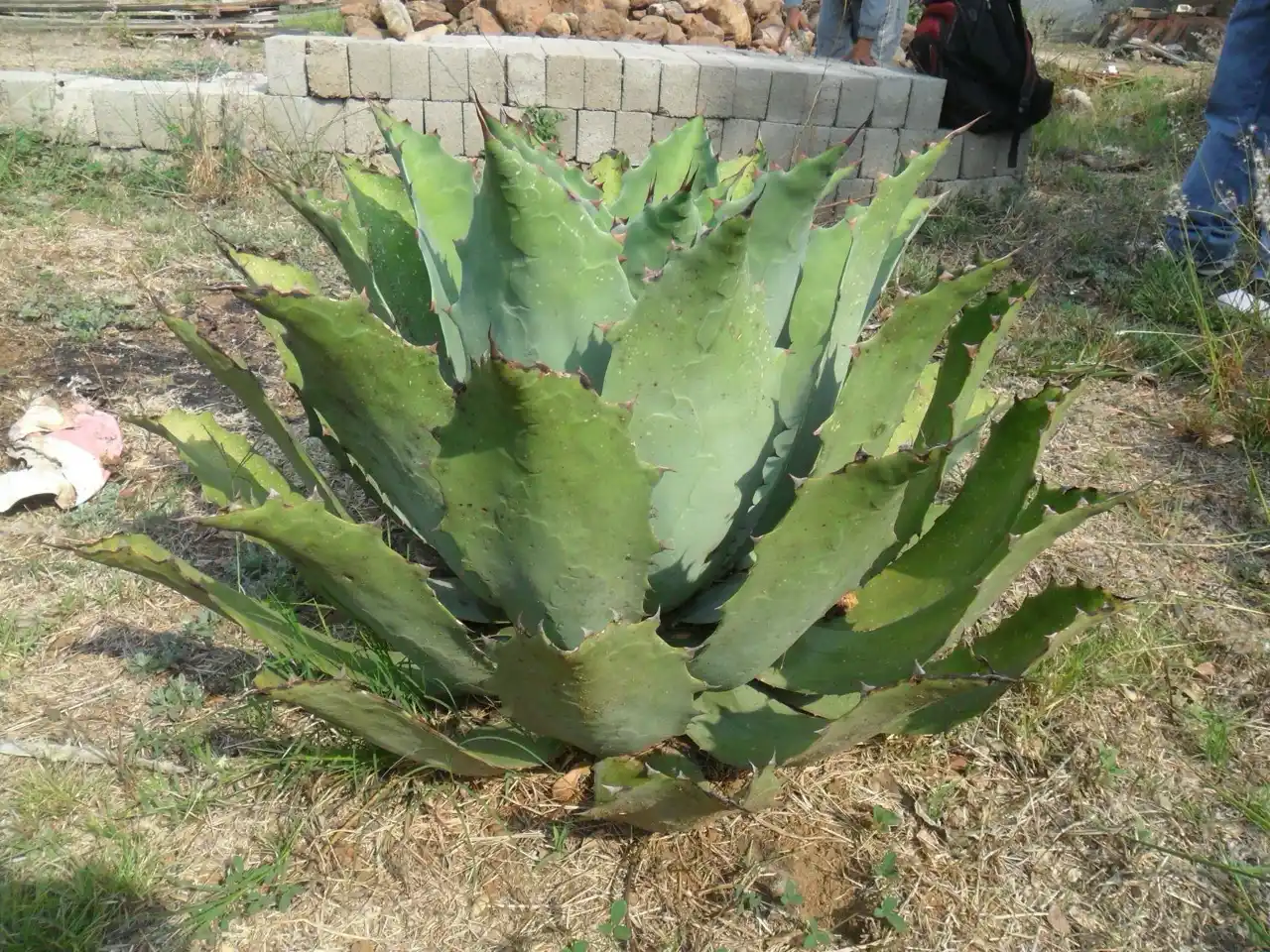 Agave y Bioplasticos: Alternativas Sostenibles