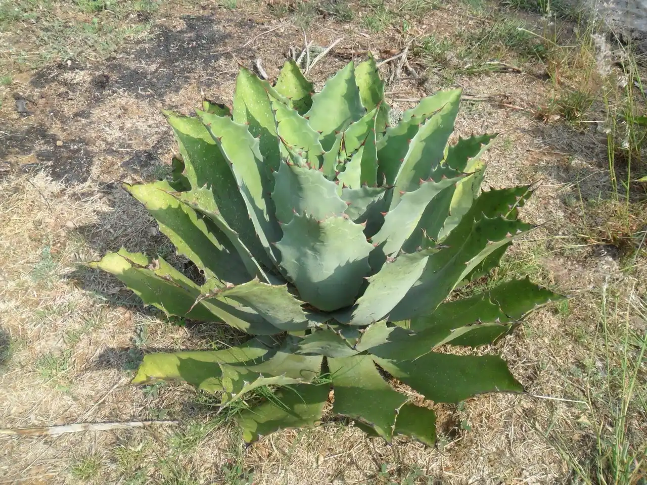 El Agave en la Medicina Tradicional: Sabiduría Ancestral