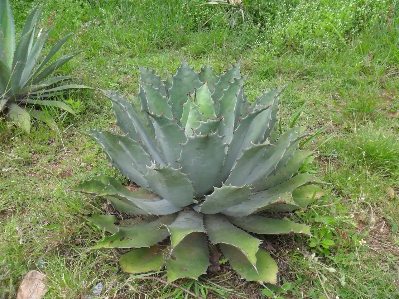 El Agave y la Industria Automotriz: Innovación y Sostenibilidad