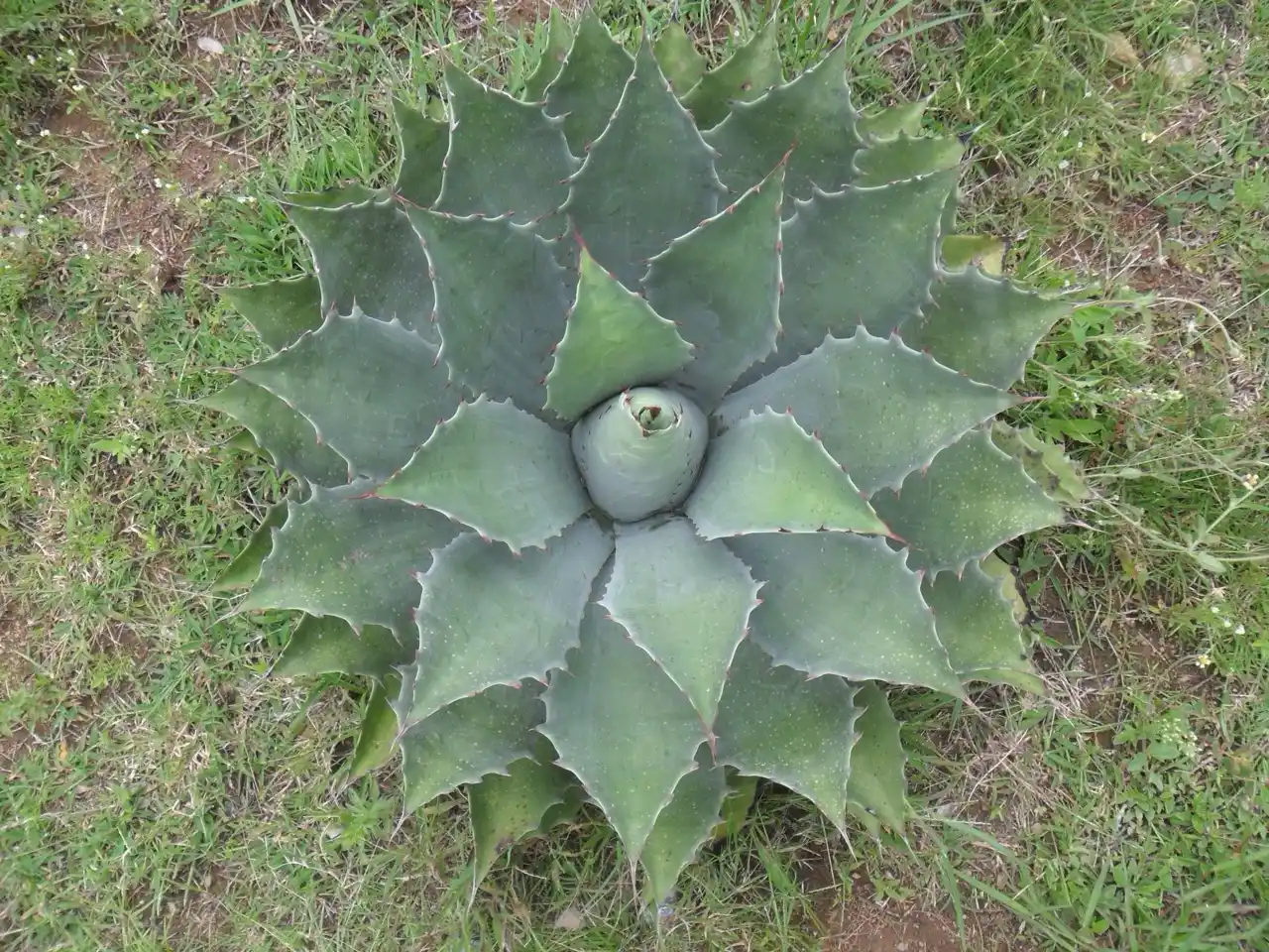 Agave en la Acuicultura: Soluciones Sustentables
