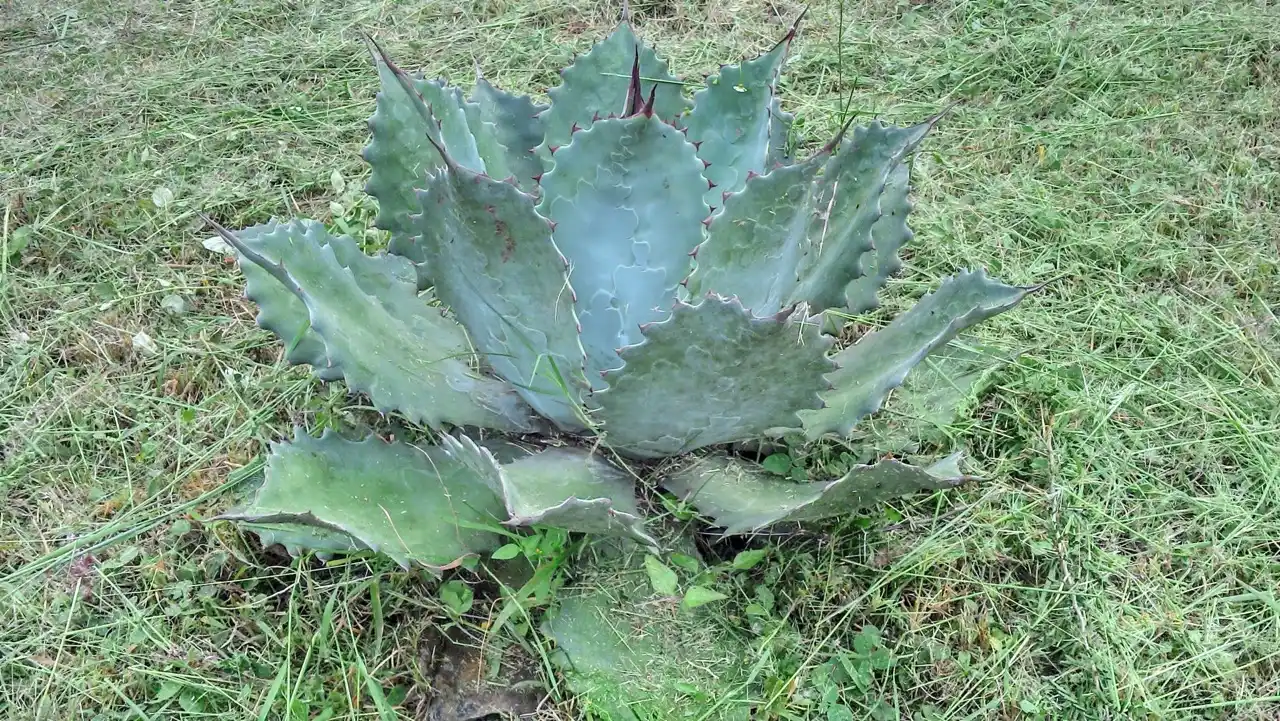 Agave y Bioseguridad: Cuidado y Protección