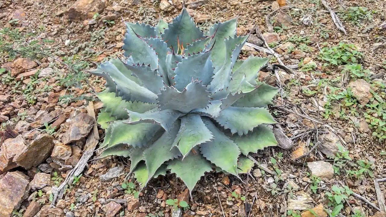 El Agave en la Joyería: Belleza Sustentable