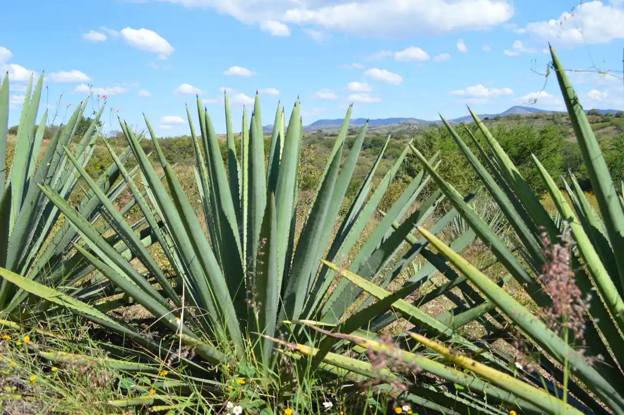 Agave y Economía Solidaria: Comunidad y Desarrollo