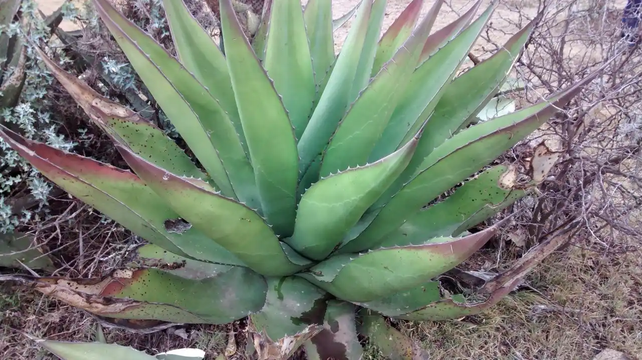 Agave y Robótica: Innovación y Automatización