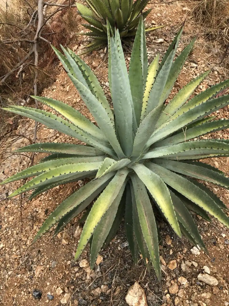 Agave y Tecnología Verde: Innovaciones para el Futuro