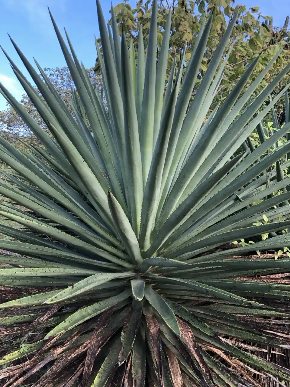 Agave y Cultura Popular: Simbolismo y Representación