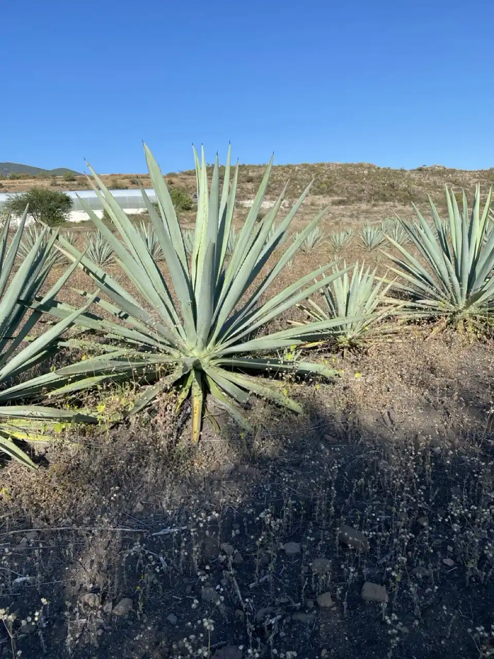 Agave y Seguridad Alimentaria: Sustento y Nutrición