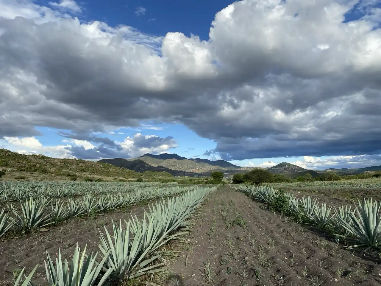 Agave y Restauración Ecológica: Regenerando la Naturaleza