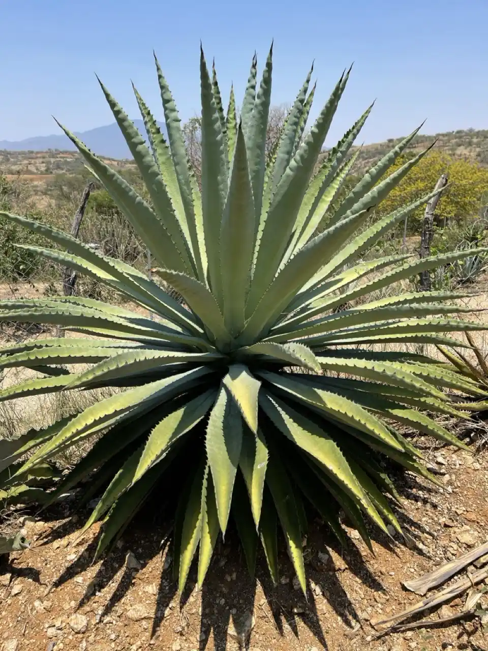 El Agave en la Gastronomía: Sabores del Desierto