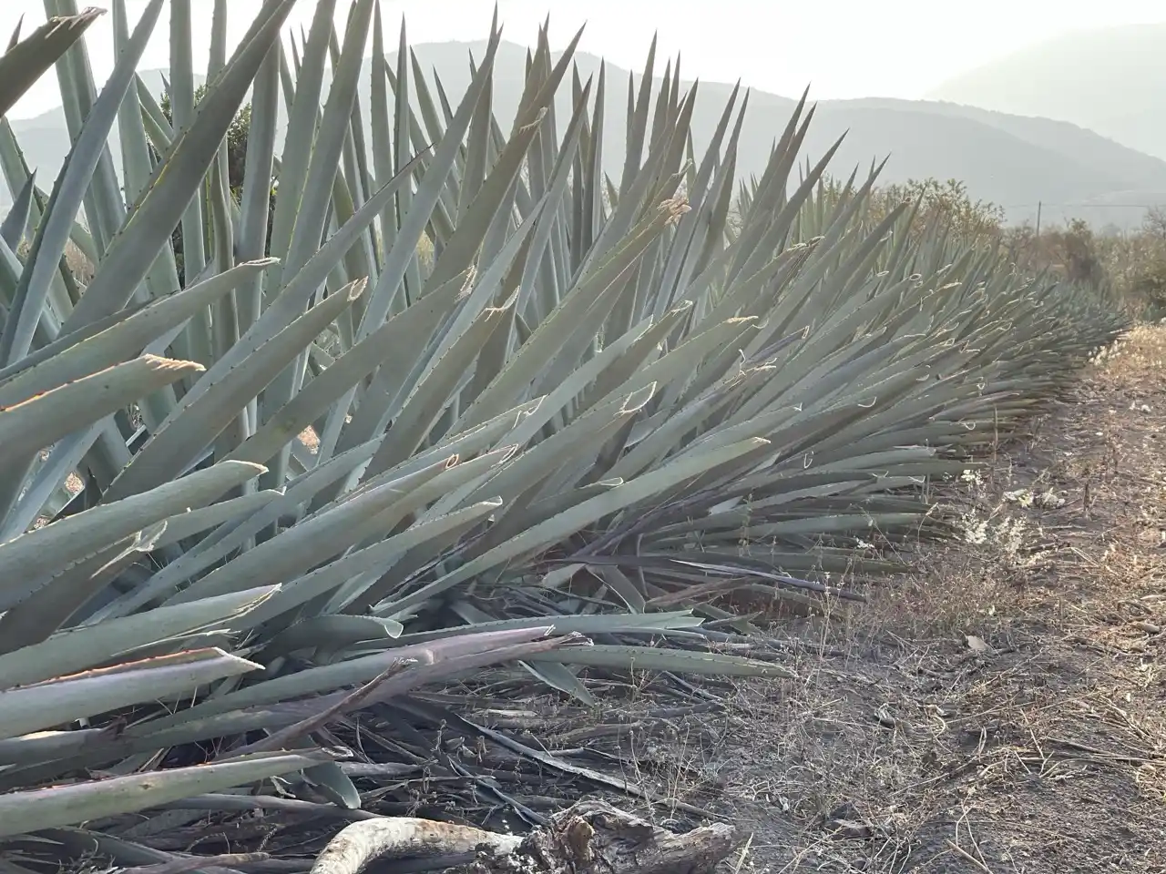 Agave y Derechos Indígenas: Respeto y Reconocimiento