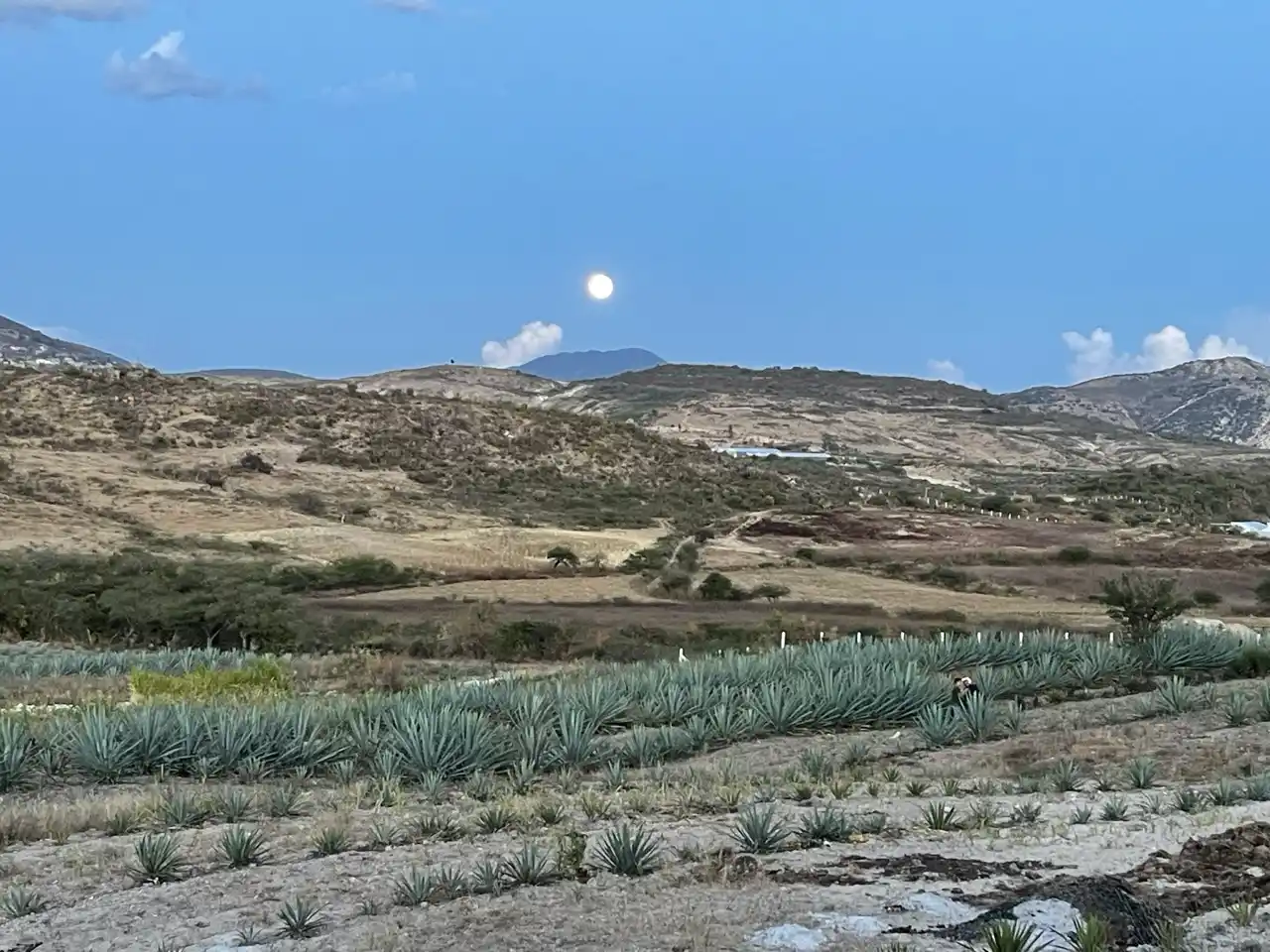 Agave y Polinización: Alianza con los Insectos