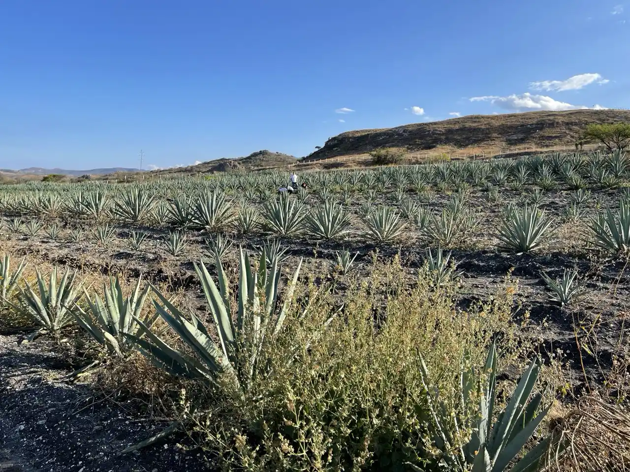 El Agave y la Música: Ritmos de la Tierra