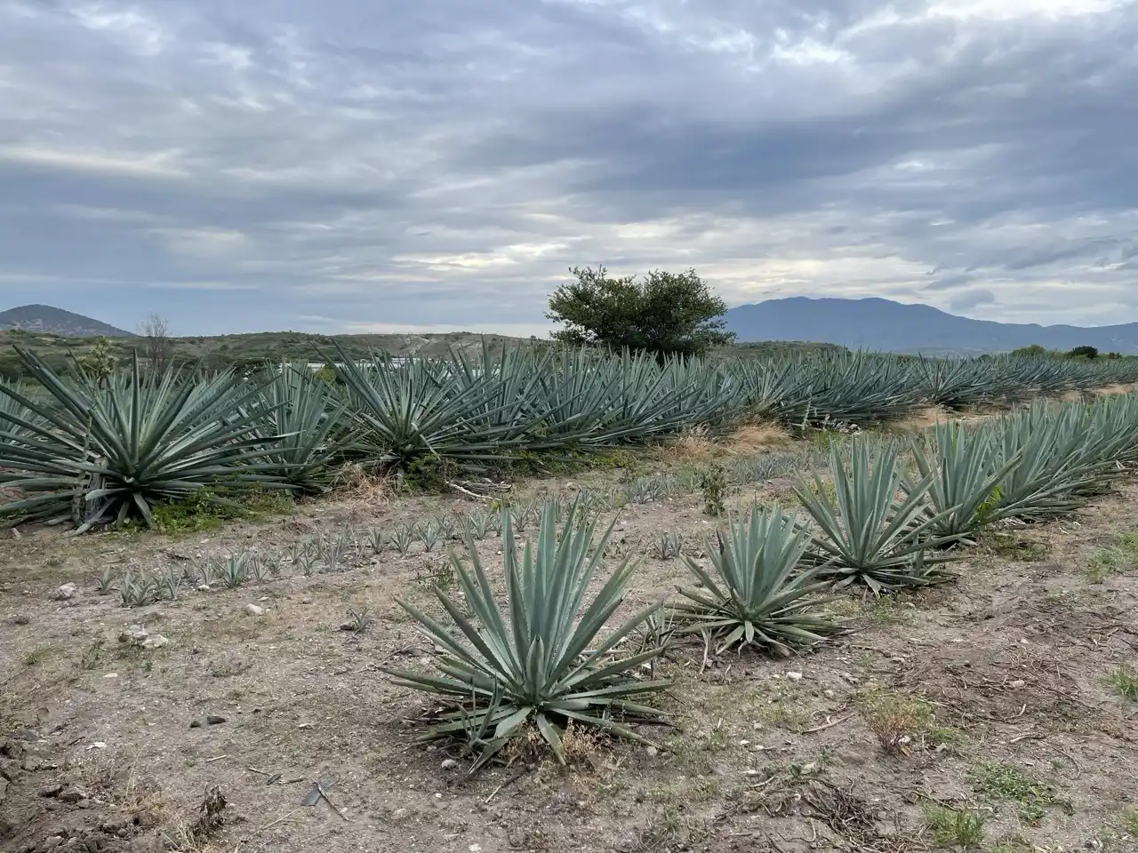 Agave y Conservación de Suelos: Protegiendo la Tierra