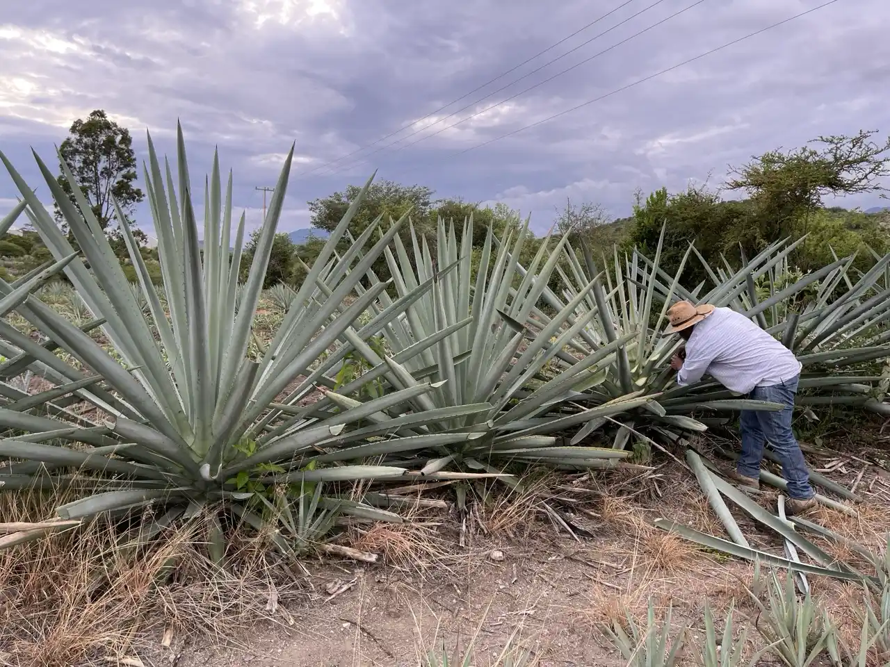 El Agave y la Fotografía: Capturando la Belleza