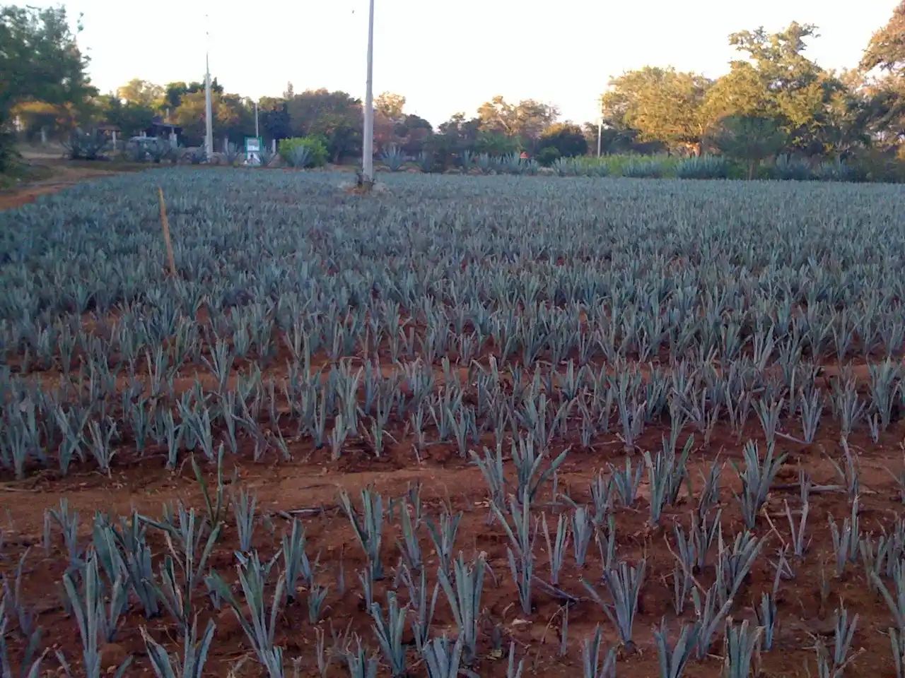 El Agave en la Producción de Papel: Recurso Sostenible