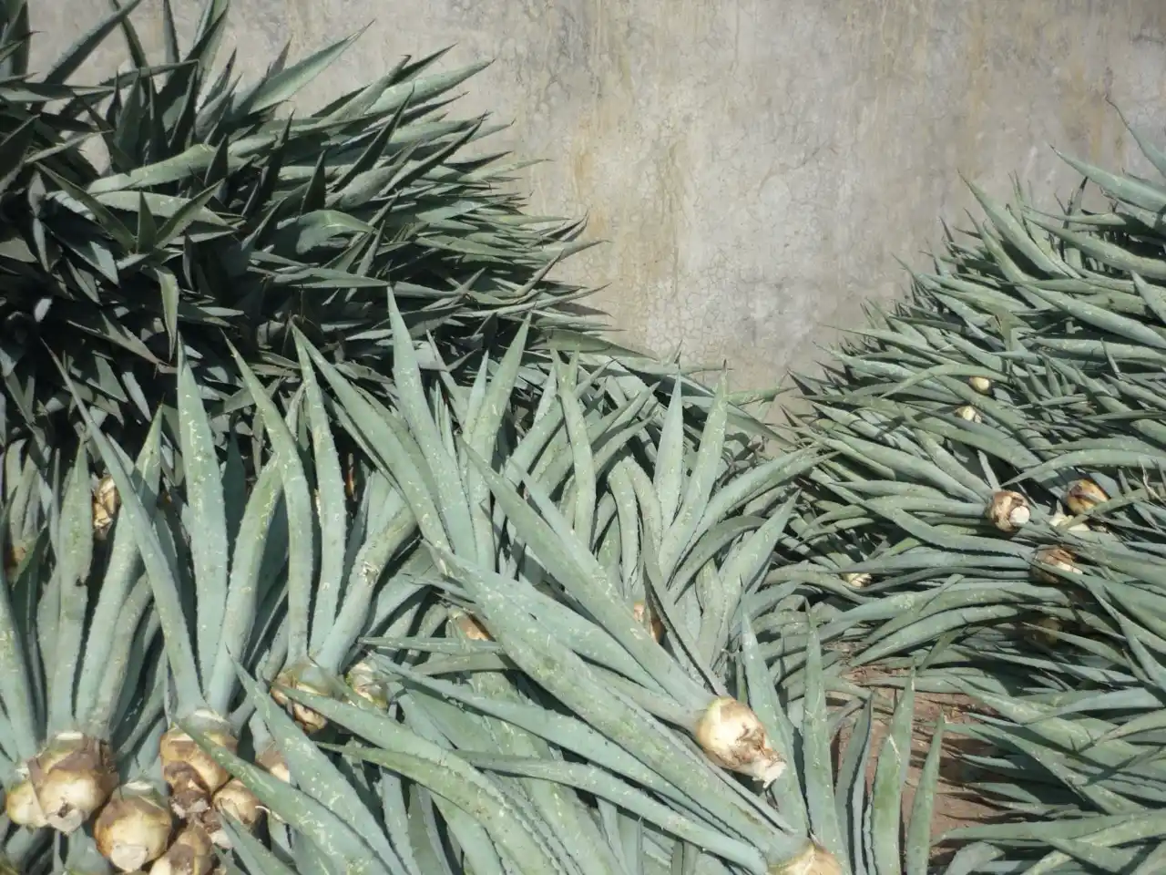 Agave y Jardines Botánicos: Exhibición de la Biodiversidad