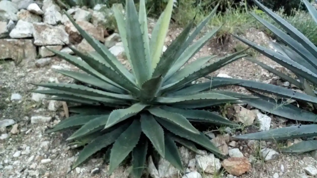 Agave y Producción de Bioplásticos: Innovación Sustentable