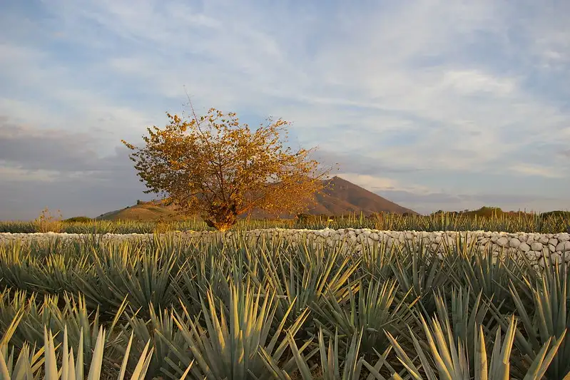 Conociendo el Tequila Mixto