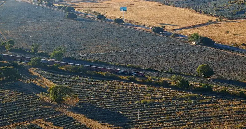 El Tequila en el campo de la Biología