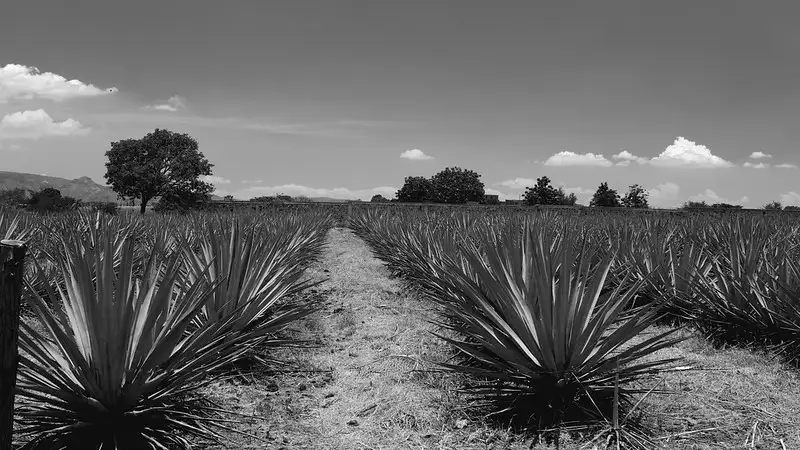 El Tequila en el Arte Urbano