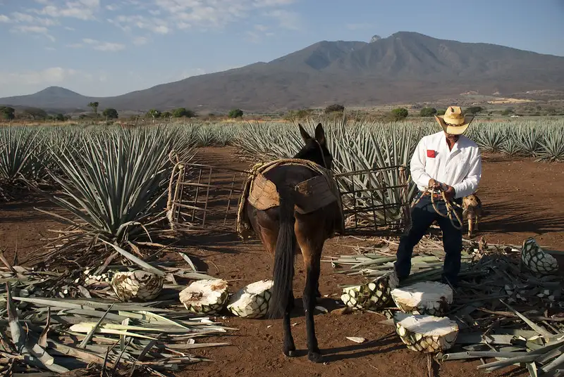 El Tequila en el campo de la Astronomía