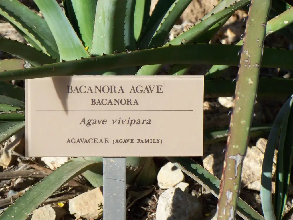Impacto del Bacanora en la Sociedad Sonorense