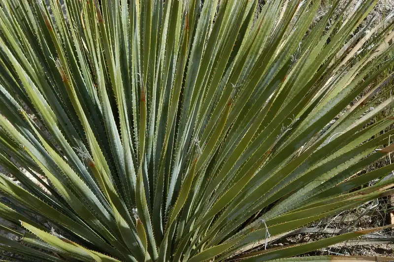 Claves de la Producción de Sotol