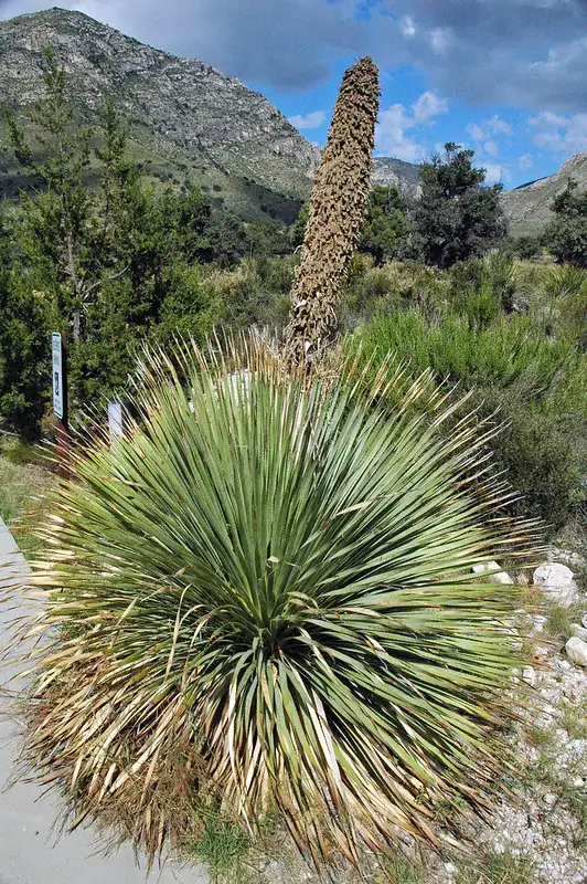 Creatividad en los Cócteles con Sotol