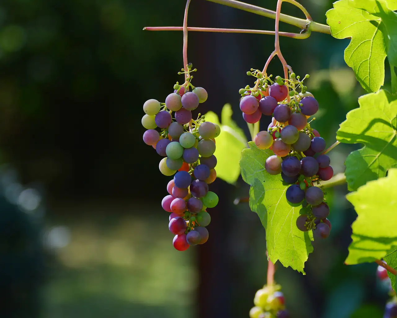 La Evolución de la Industria del Vino