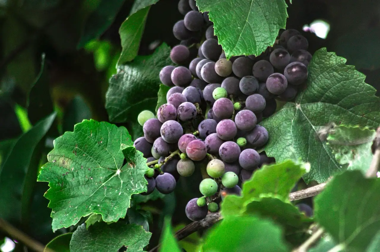 El Arte de la Cata de Vino