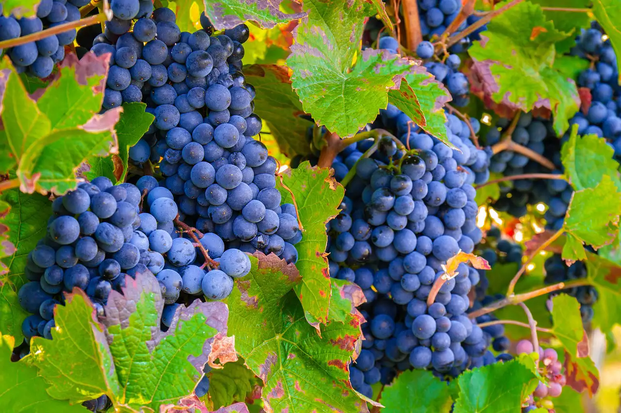 El Vino y su Papel en la Gastronomía