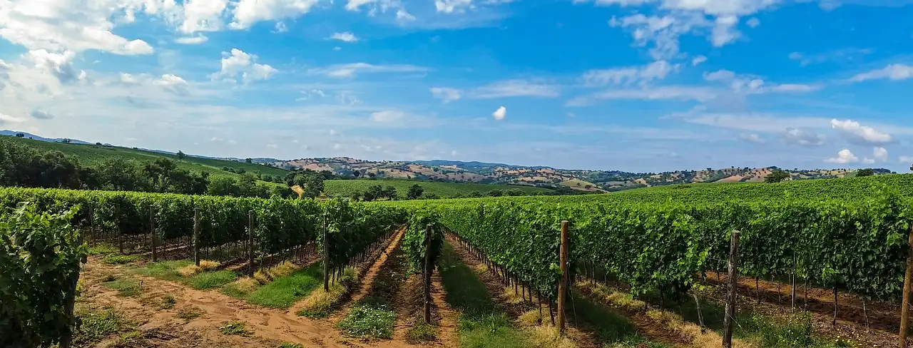 Navegando por la Economía del Vino