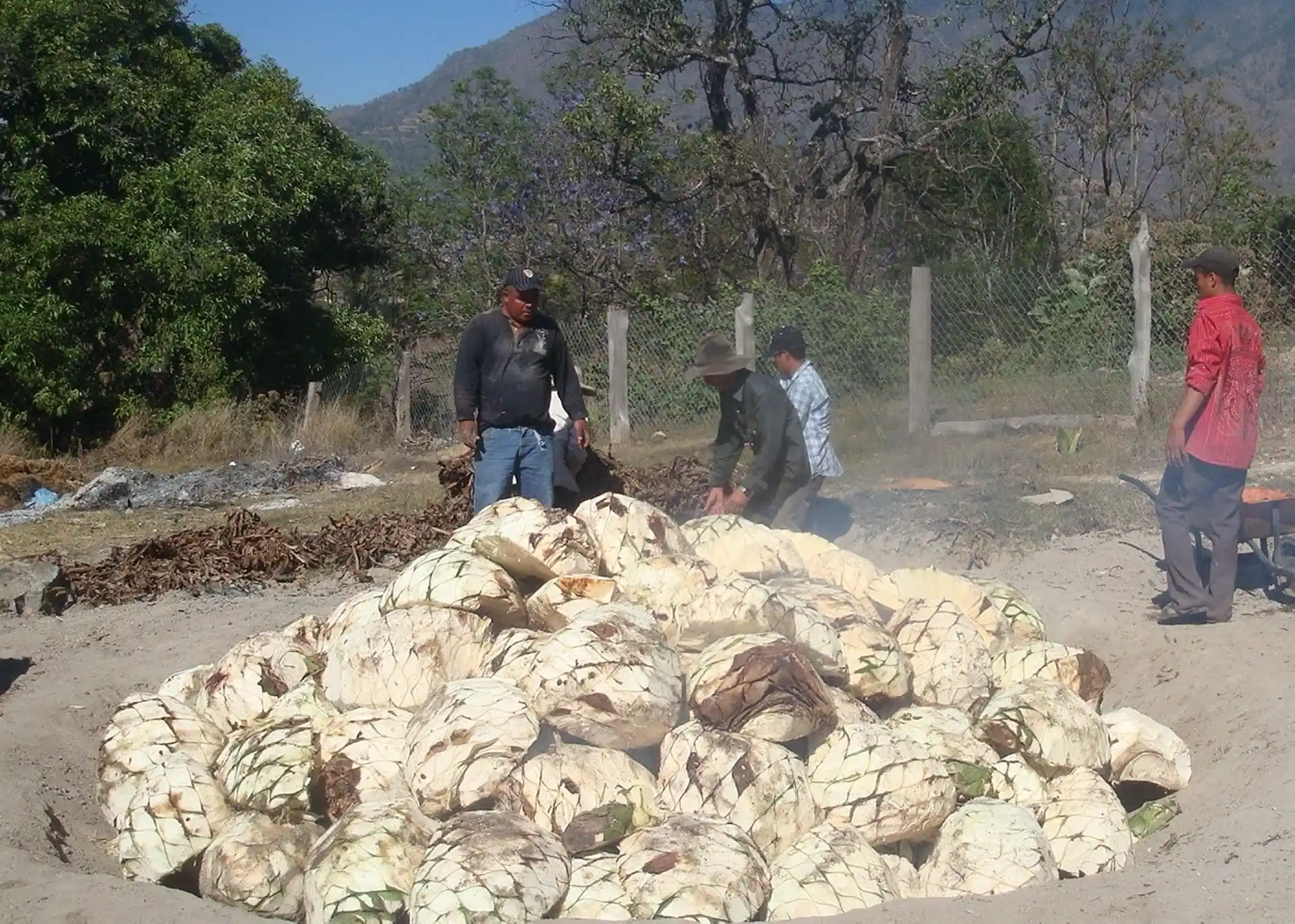 Conoce el Mezcal Artesanal: Un viaje por su proceso de producción