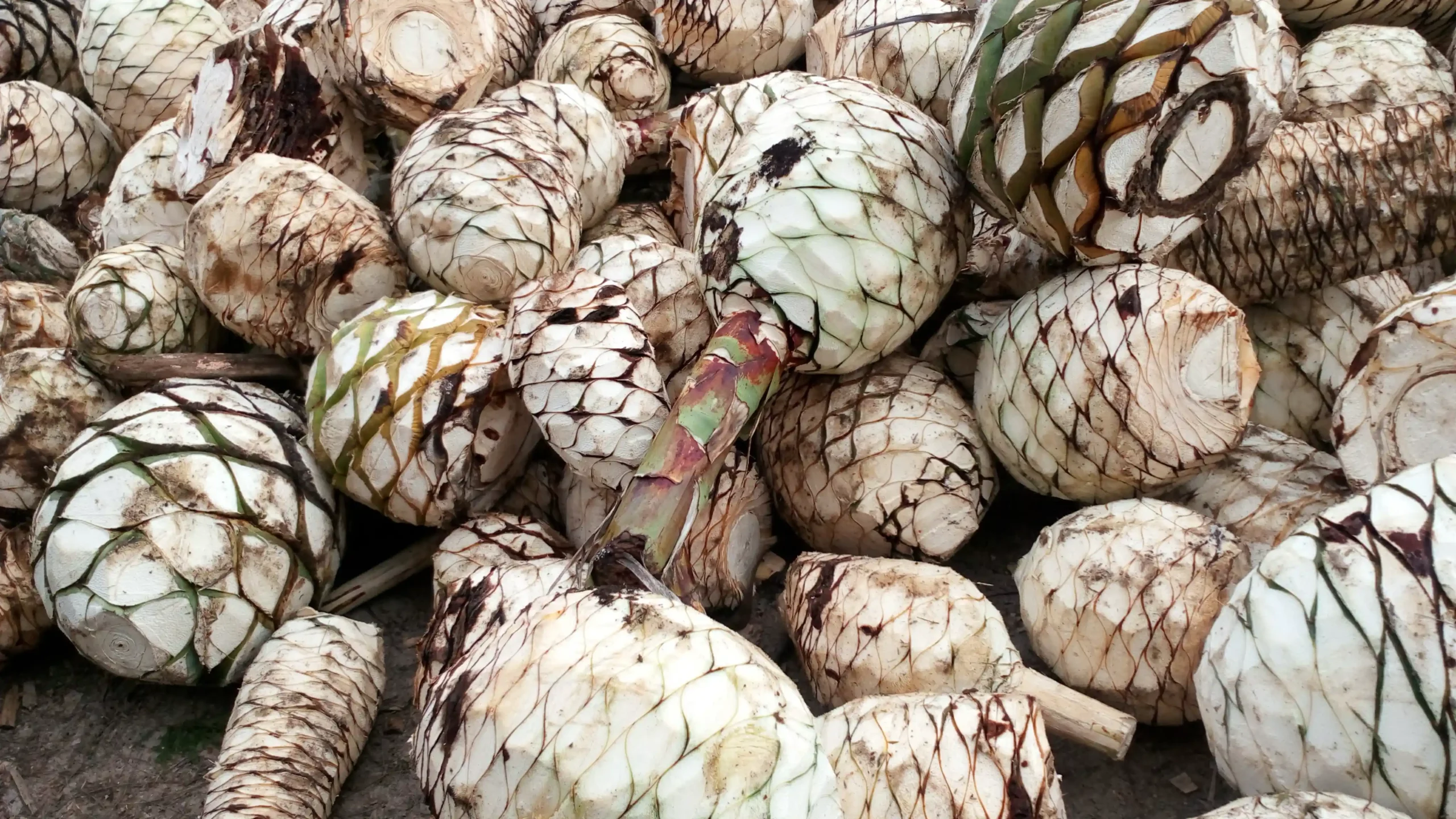 Mezcal y Agave: La relación simbiótica esencial