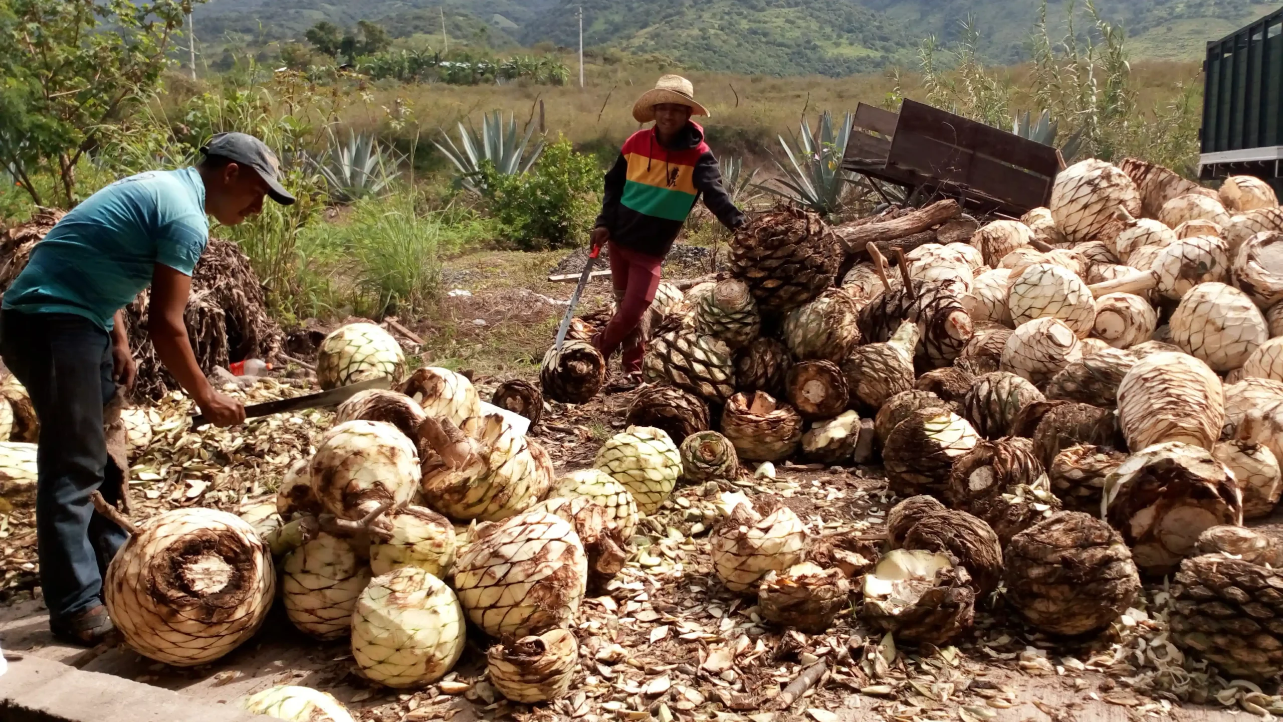 La Cultura del Mezcal: Un viaje a través de las generaciones