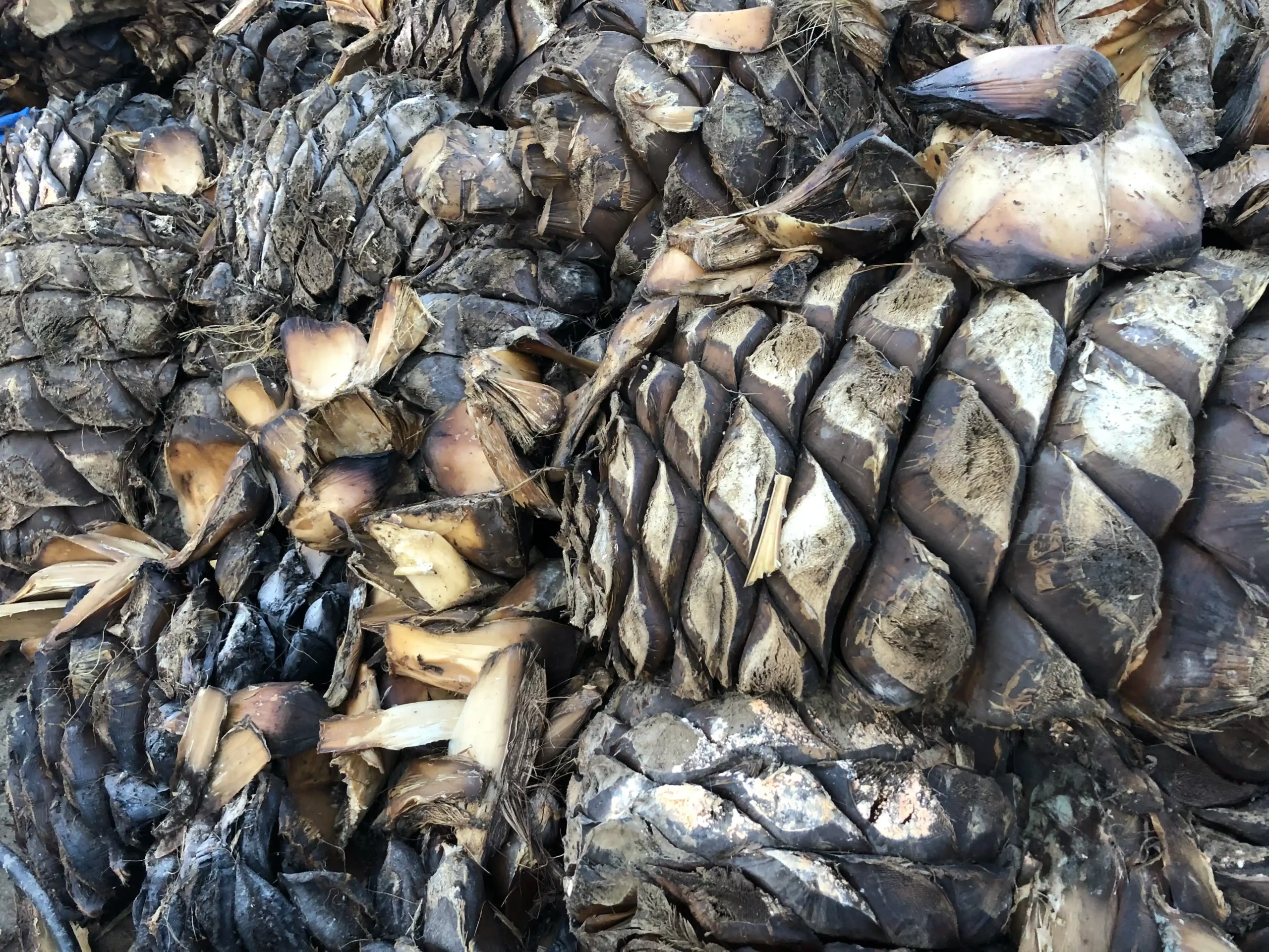 El Mezcal en la Gastronomía: Maridaje y cocina