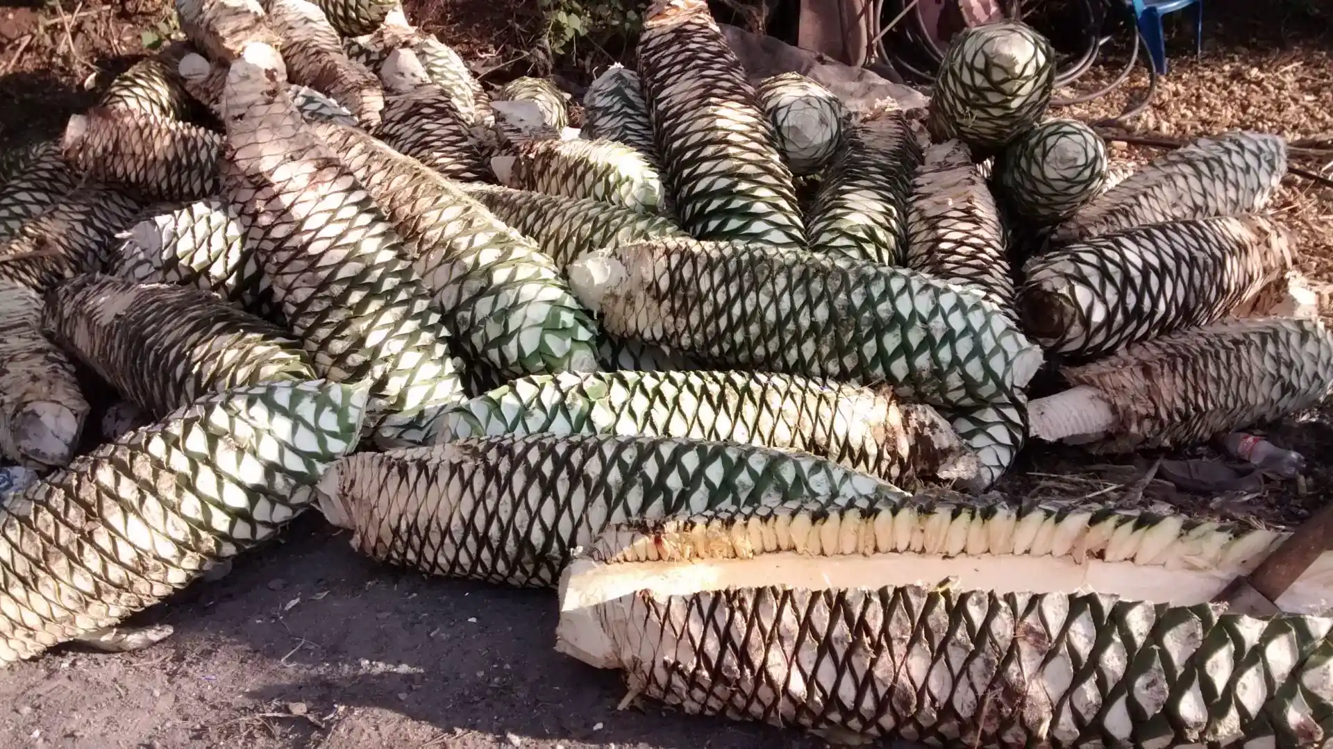 Mezcal y Arte: La inspiración detrás de la botella