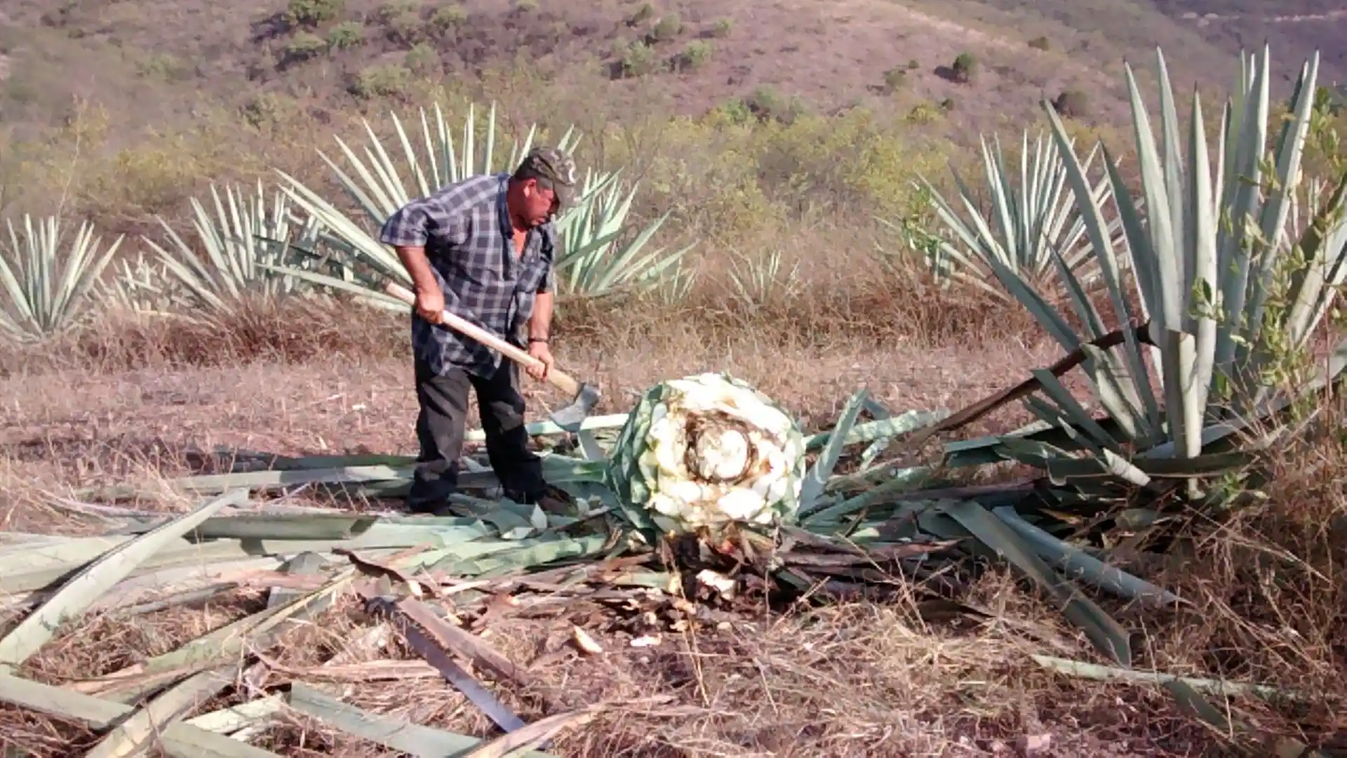 Mezcal y Gastronomía: Una guía de maridaje