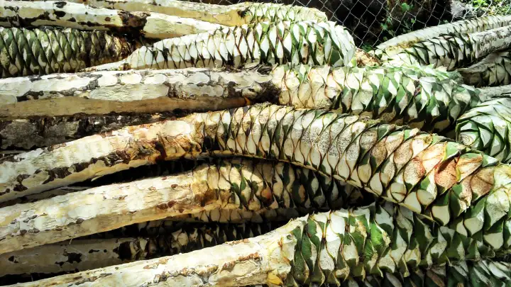 Mezcal Cuishe