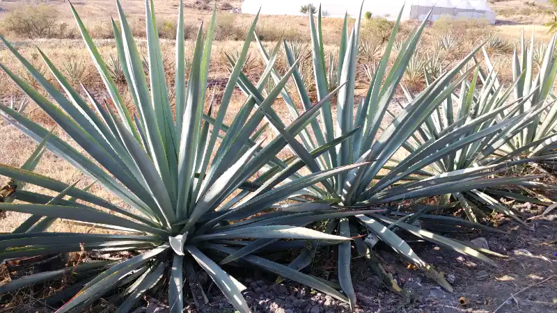 Mezcal Espadín