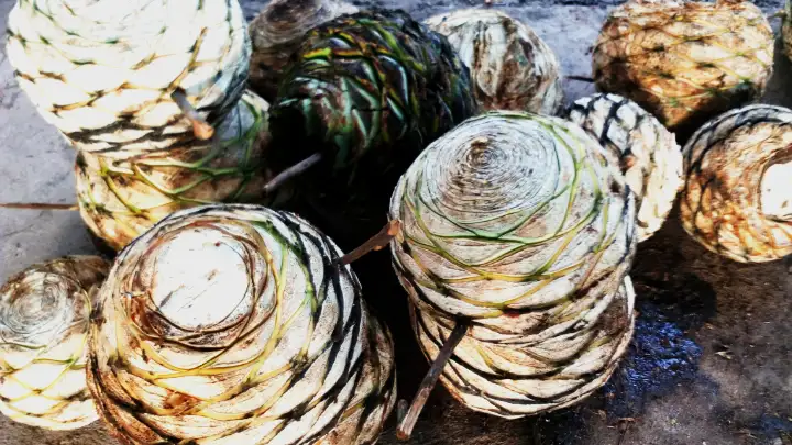 Mezcal Tobala