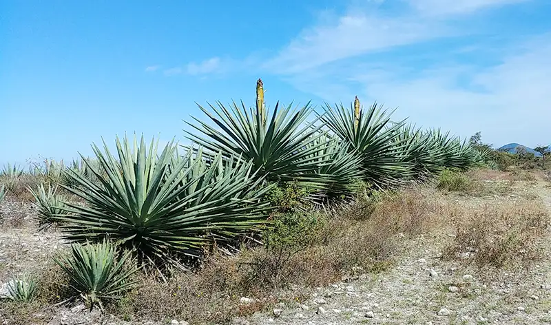 Mezcal Madrecuishe