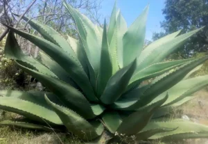 Maguey Tepeztate Agave marmorata