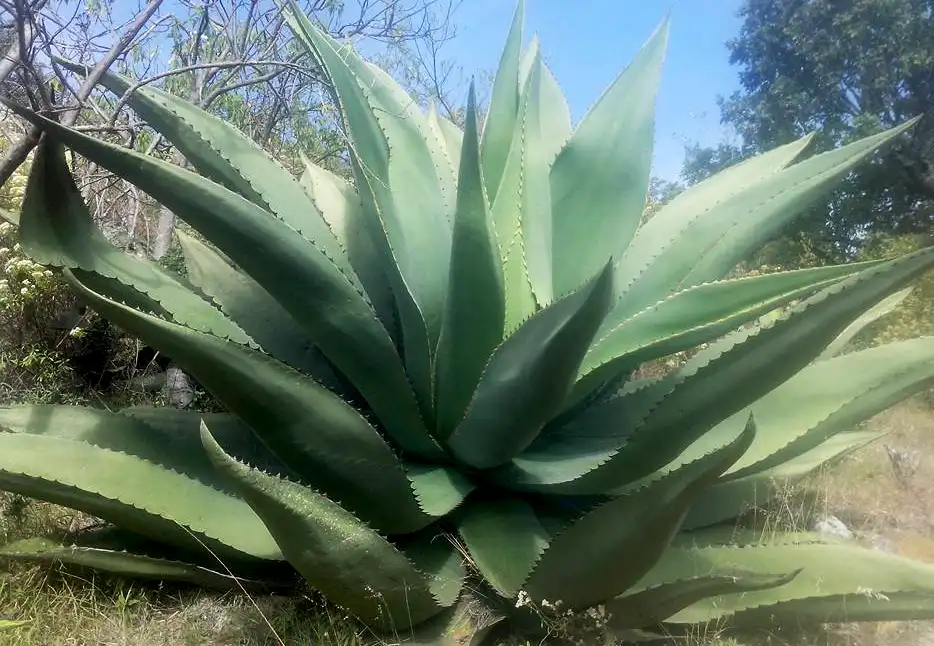 Mezcal Tepeztate