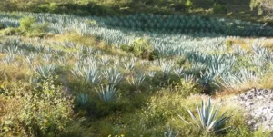 Maguey Arroqueño cultivado Agave americana var Oaxacensis