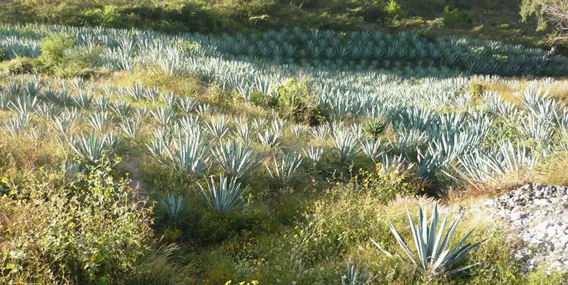 Mezcal Arroqueño