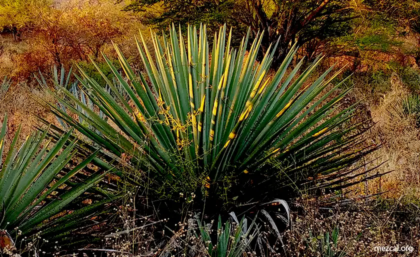 Mezcal Mexicano
